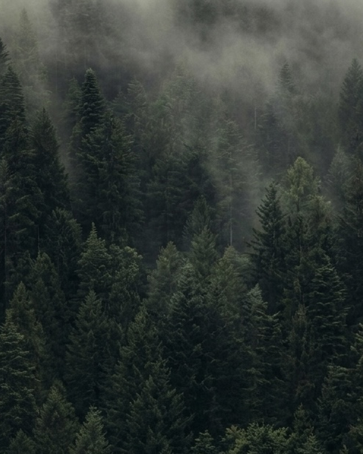 Bosque de con&iacute;feras entre la niebla